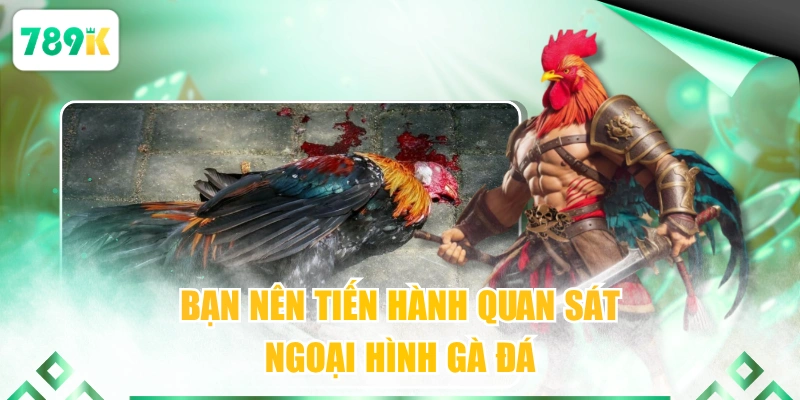 Bạn nên tiến hành quan sát ngoại hình gà đá