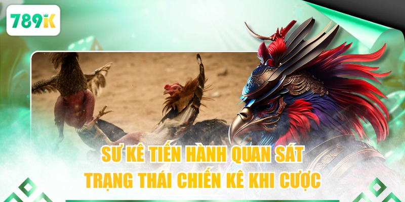 Sư kê tiến hành quan sát trạng thái chiến kê khi cược